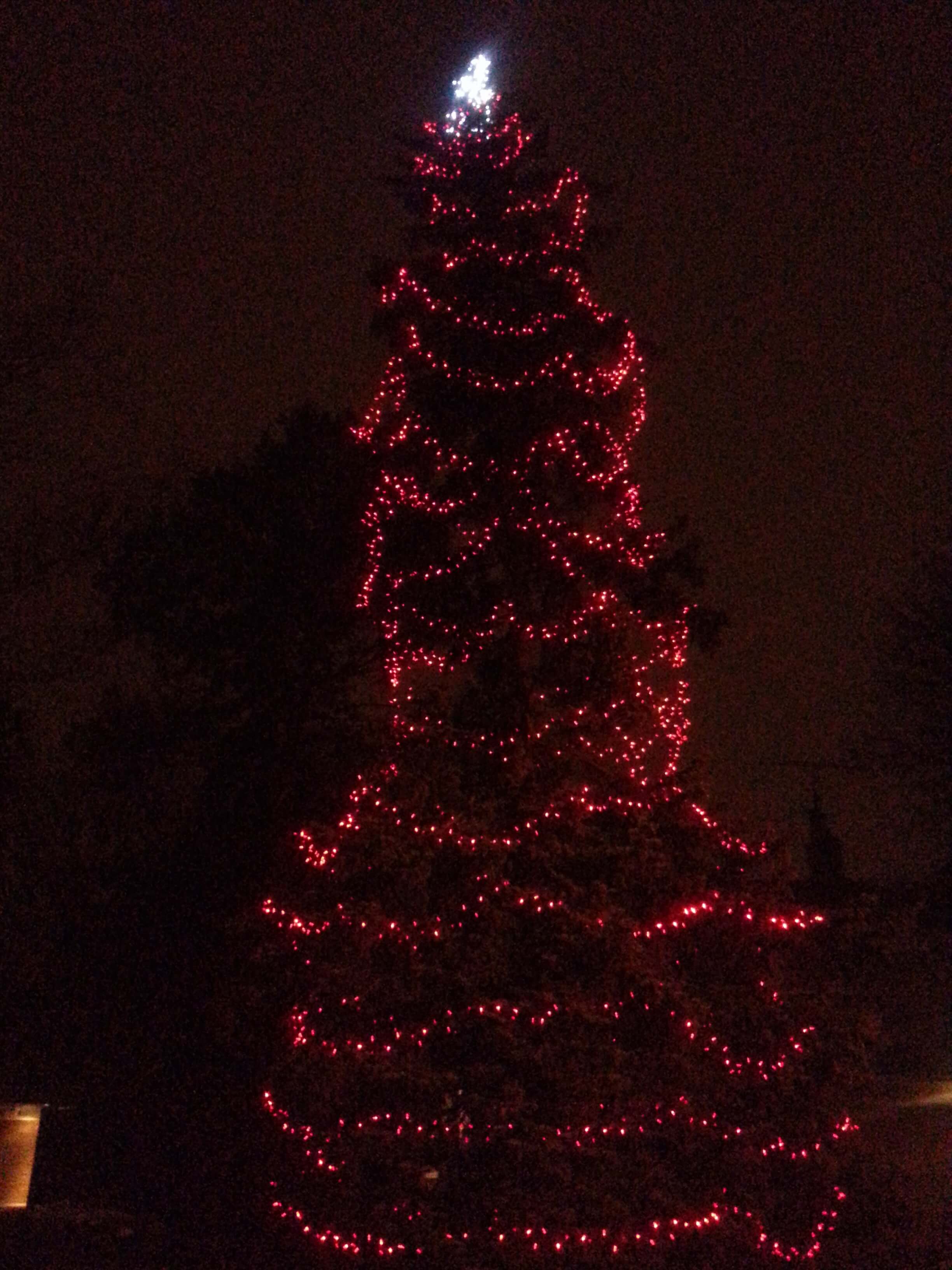 9 Brushwood Court tree Toronto 2