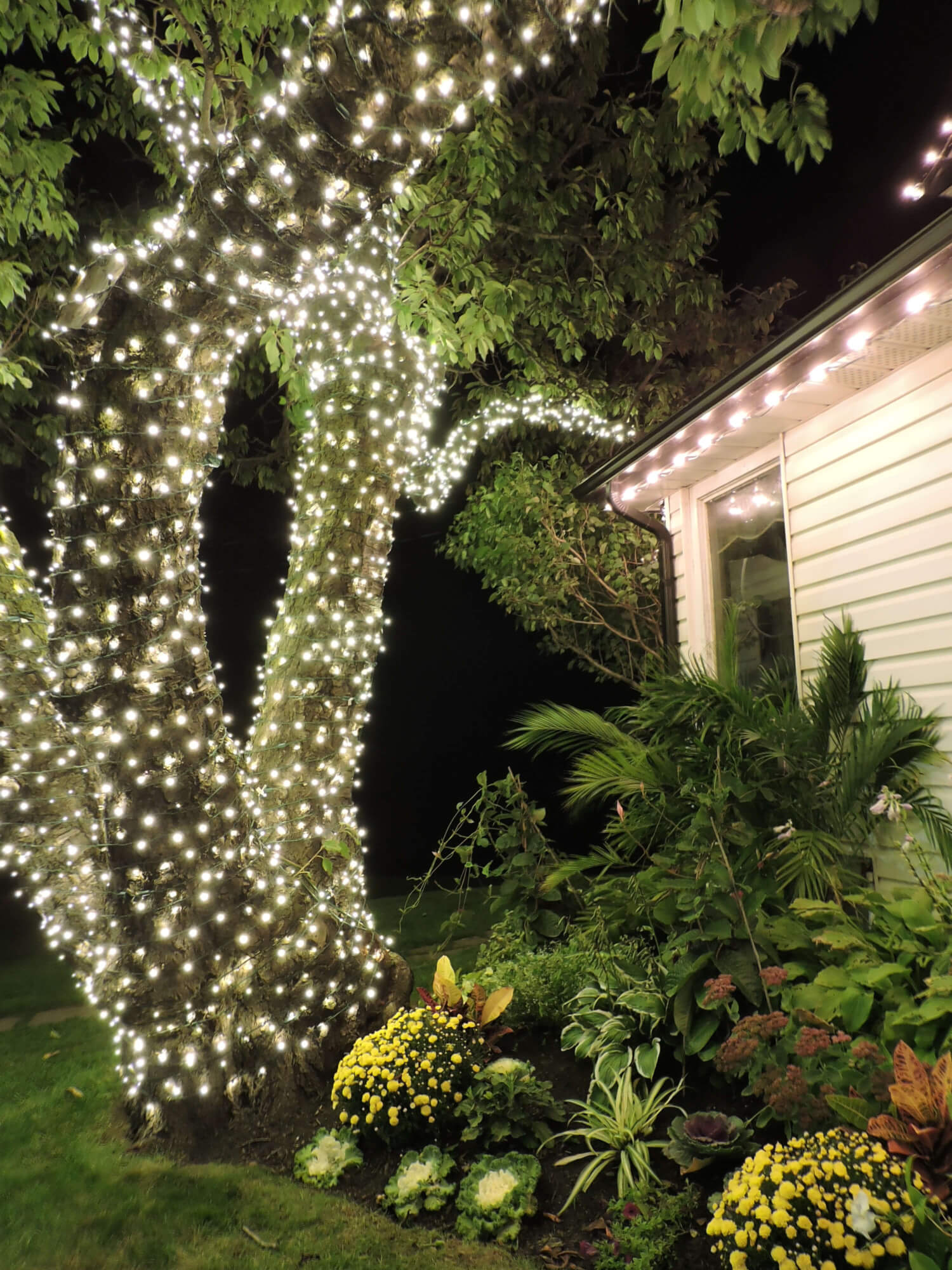 Lakehous rest tree and plants copy